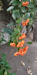 Pyracantha coccinea