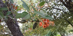 Pyracantha coccinea