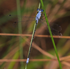 Lestes sigma