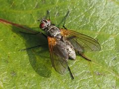 Macquartia grisea