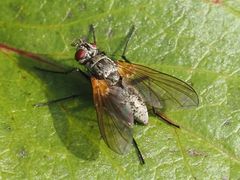Macquartia grisea