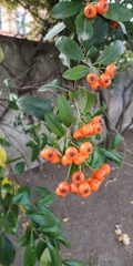 Pyracantha coccinea