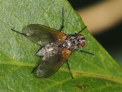 Macquartia grisea