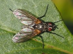 Macquartia grisea
