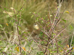 Cisticola juncidis