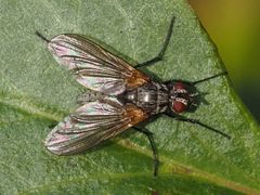 Macquartia grisea