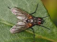 Macquartia grisea