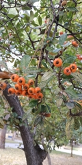 Pyracantha coccinea
