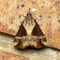 Dichromia quinqualis