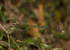 Episynlestes albicaudus