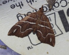 Chaetolopha leucophragma