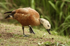 South African Shelduck photo 5