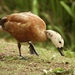 Tadorna cana - Photo (c) Bird Explorers,  זכויות יוצרים חלקיות (CC BY-NC), הועלה על ידי Bird Explorers