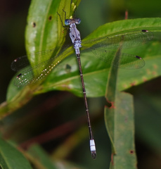 Lestes sigma