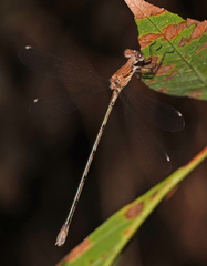 Lestes sigma