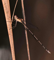 Lestes tenuatus