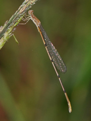 Leptobasis melinogaster