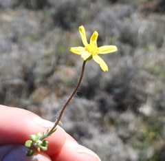 Jacobaea minuta