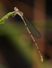 Leptobasis melinogaster