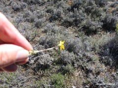 Jacobaea minuta