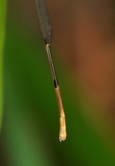 Leptobasis melinogaster