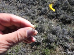 Jacobaea minuta