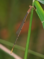 Leptobasis melinogaster