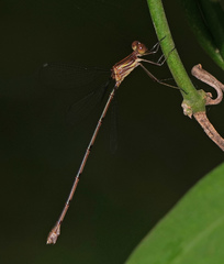 Lestes tenuatus