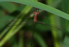 Lestes tenuatus