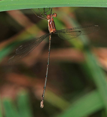 Lestes tenuatus