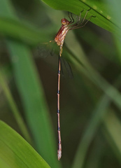 Lestes tenuatus
