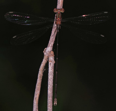 Lestes tenuatus