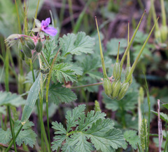 Erodium hoefftianum