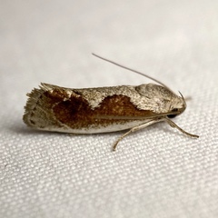 Lichenaula undulatella