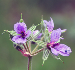 Erodium hoefftianum