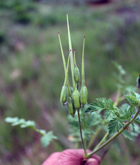Erodium hoefftianum