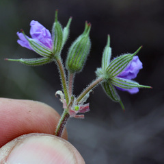 Erodium hoefftianum