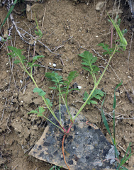 Erodium hoefftianum