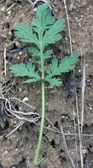 Erodium hoefftianum