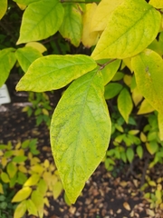 Calycanthus fertilis