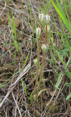 Gagea sarmentosa