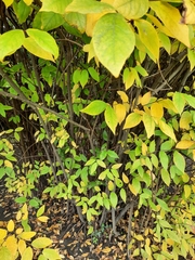 Calycanthus fertilis