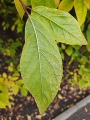 Calycanthus fertilis