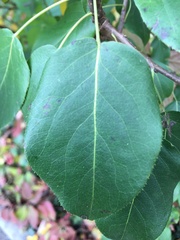 Pyrus ussuriensis