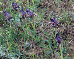 Iris acutiloba