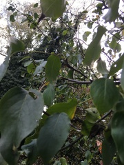 Pyrus ussuriensis