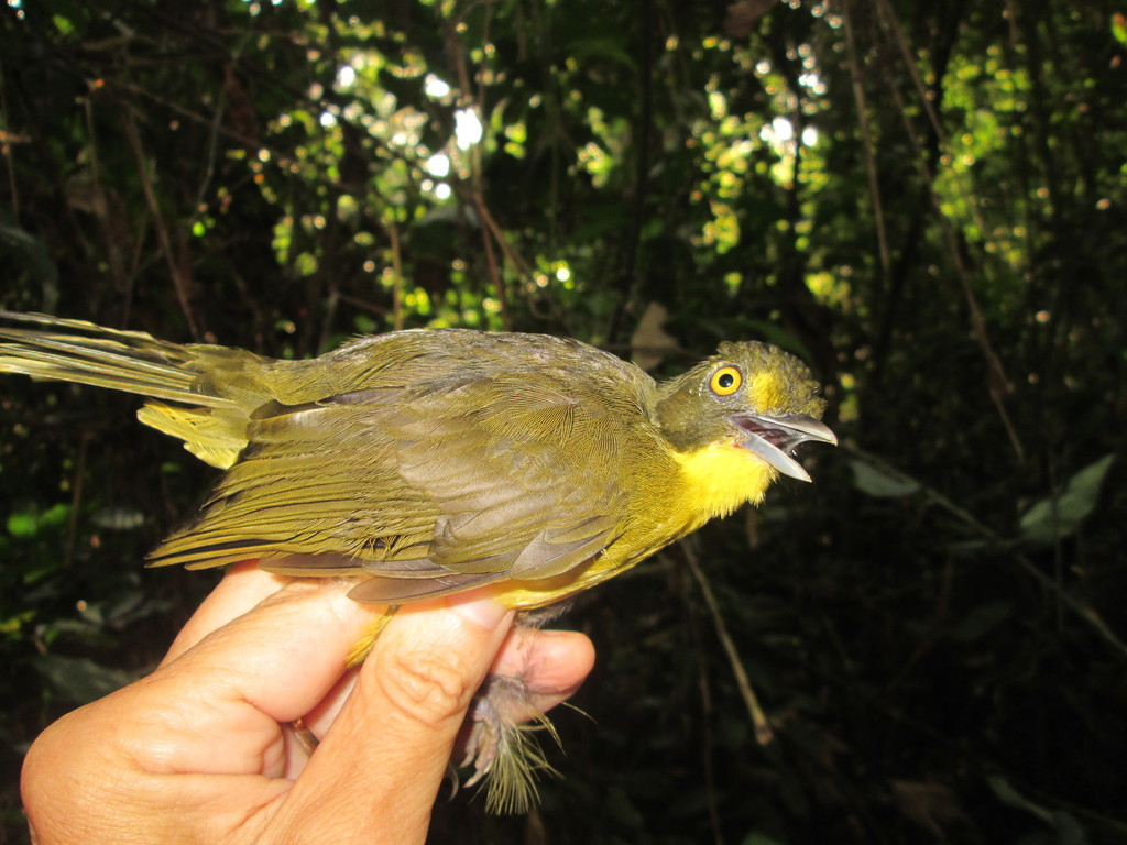 Yellow-Eyed Bristlebill