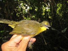 Bleda notatus ugandae