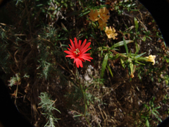 Silene laciniata laciniata