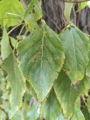Populus × berolinensis